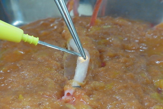 Practicing peeling off the thin film around the blood vessels that can be burnt with electric scalpel